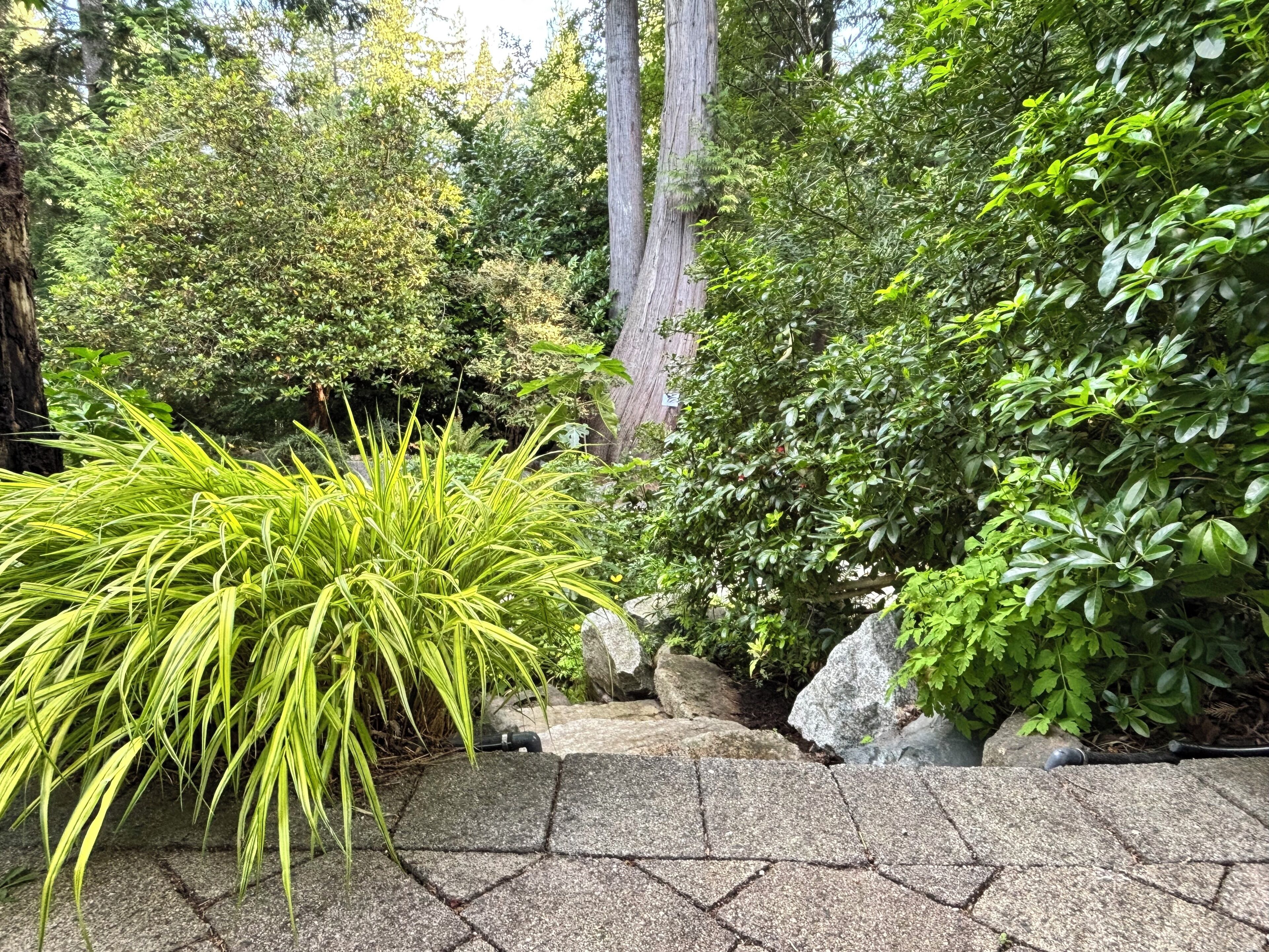 A stone pathway leading through a lush garden with various plants and trees.