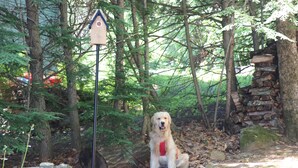 A dog sitting in a forested area with a birdhouse on a pole.