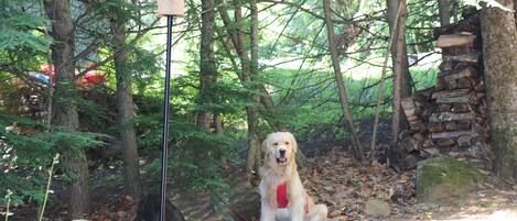 A dog sitting in a forested area with a birdhouse on a pole.