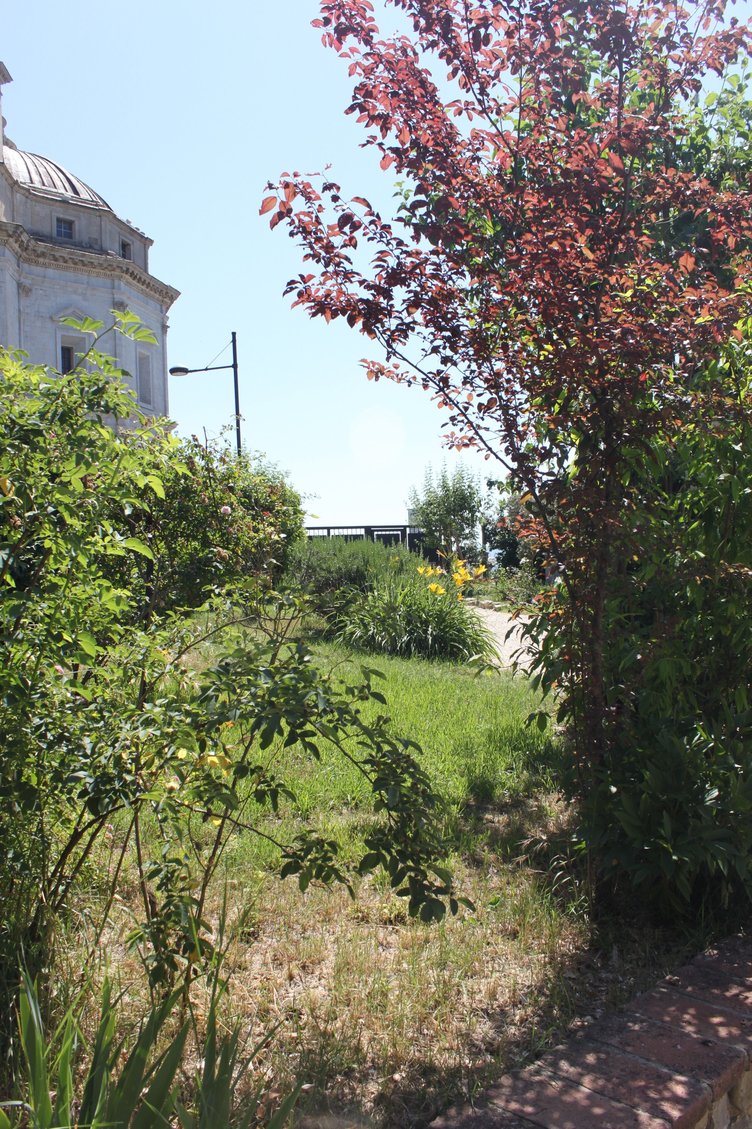 A pathway leading to a building with a dome, surrounded by greenery and a tree with red leaves.