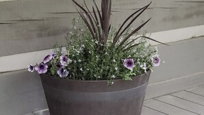 Een grote plantenbak met paarse bloemen en groene bladeren op een veranda.