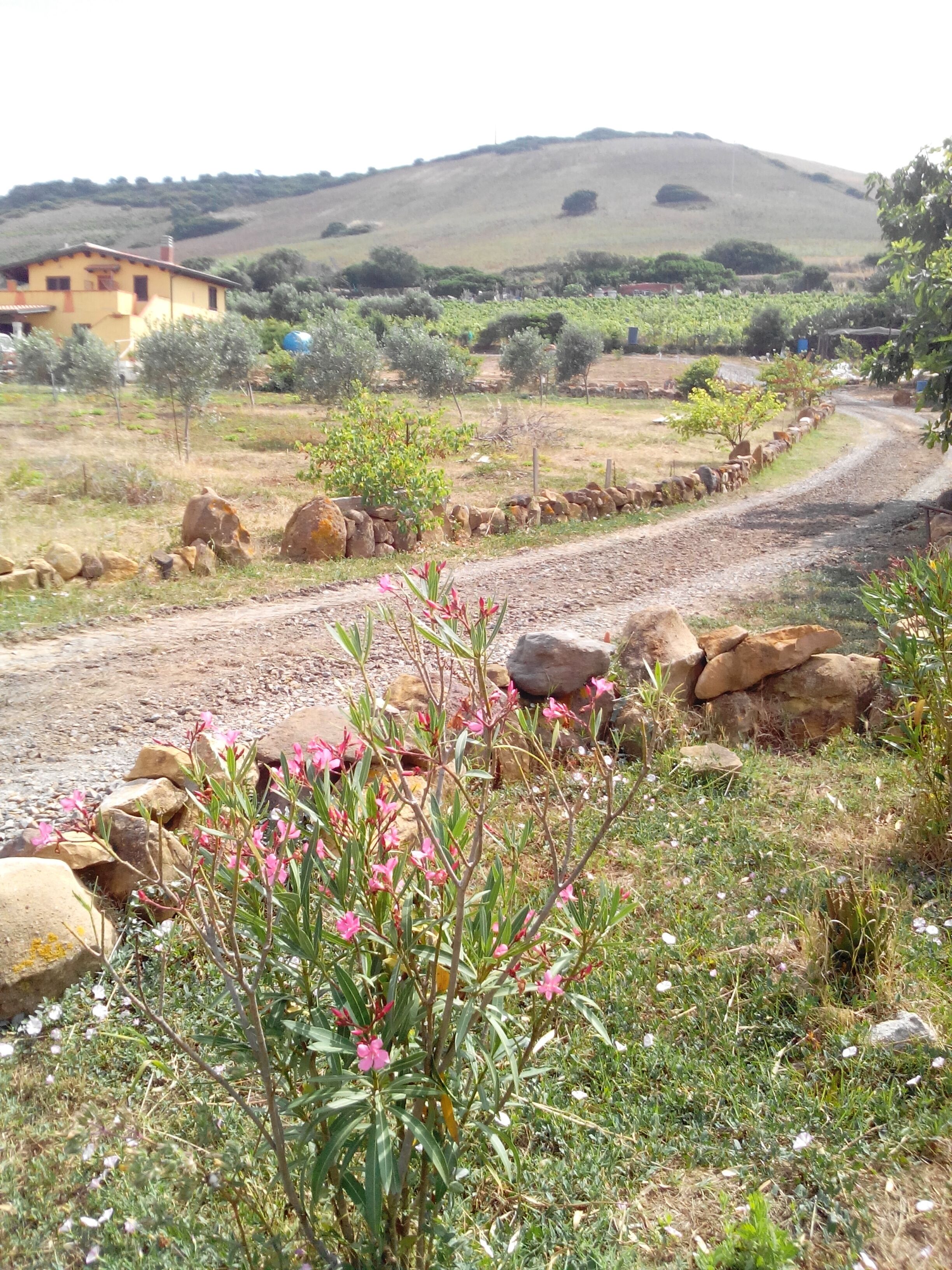 A rural landscape with a dirt road, rocks, and sparse vegetation.
