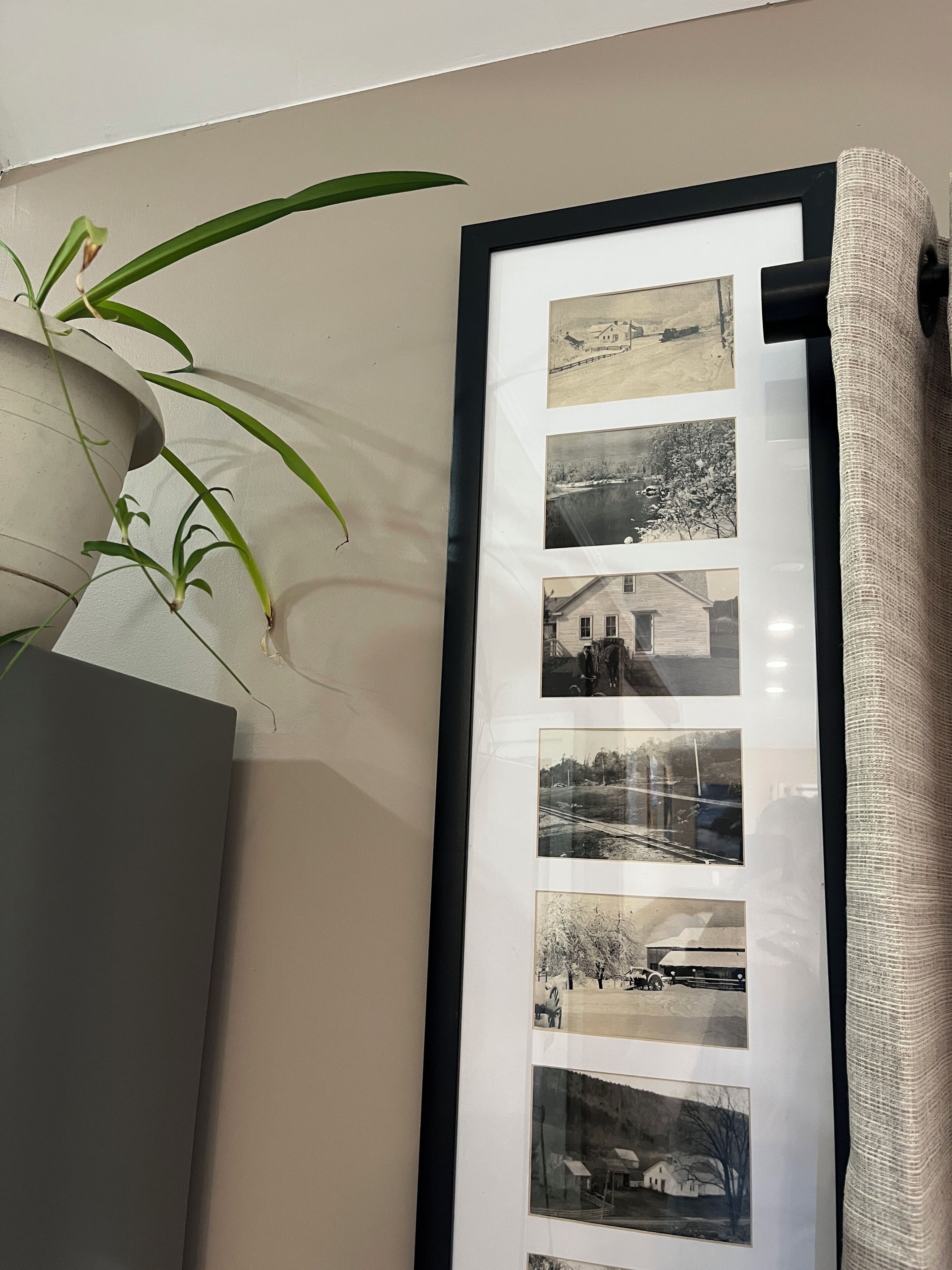 Un collage de photos encadrées accroché au mur, une plante en pot et un meuble.