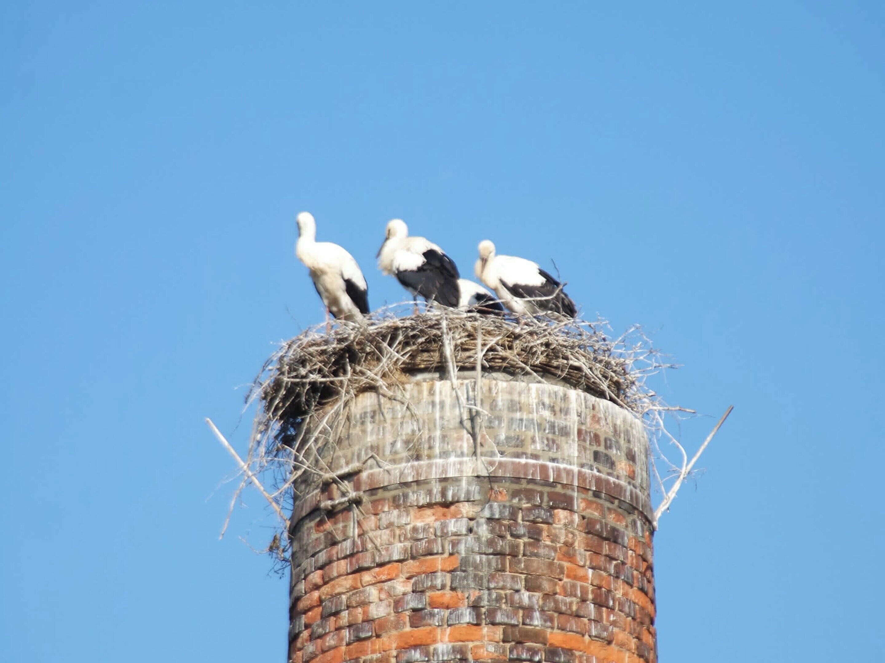 Een cilindervormige bakstenen constructie met een nest bovenop, vermoedelijk een waterreservoir.