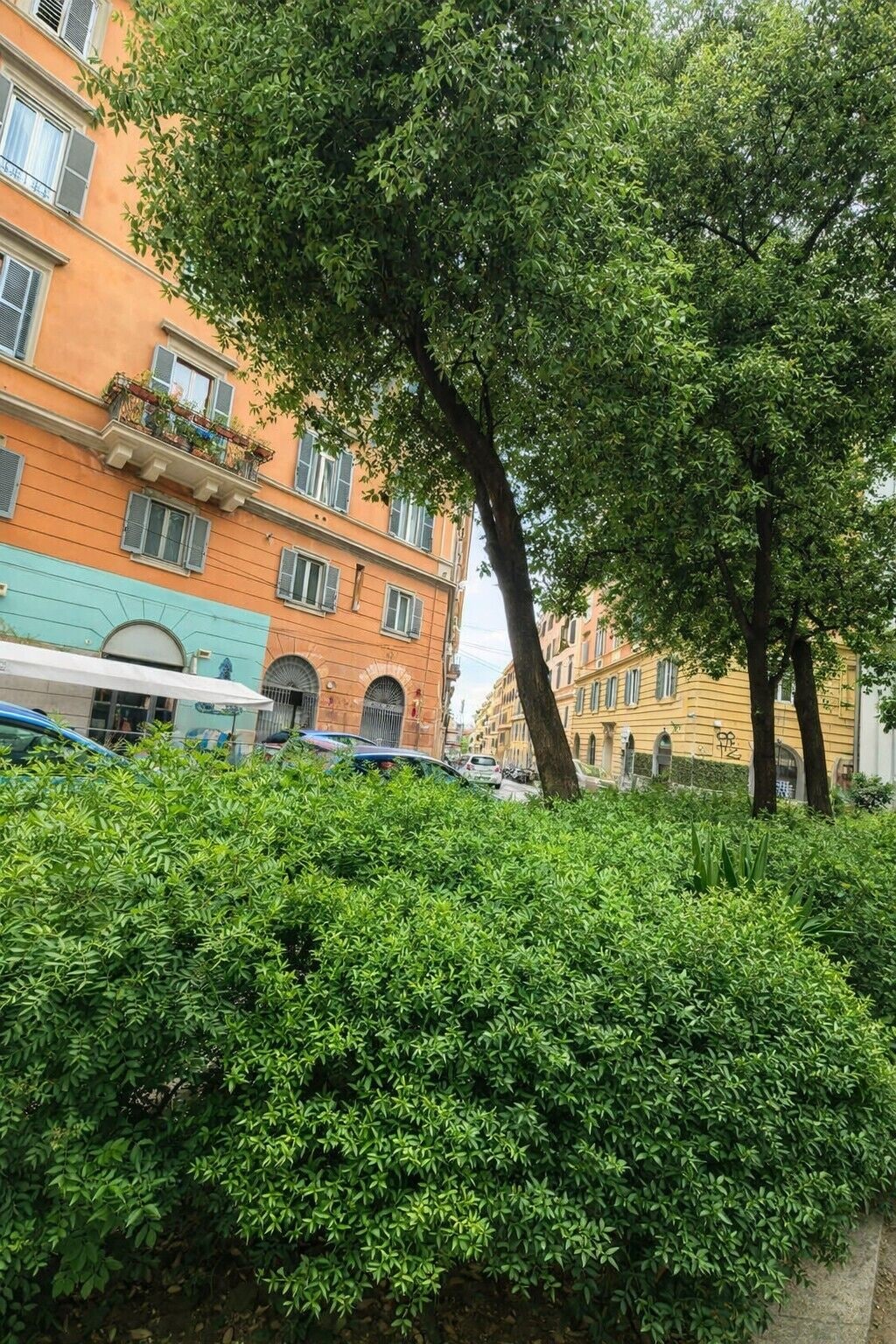 A street view with a row of multi-story buildings, a tree-lined sidewalk, and parked cars.