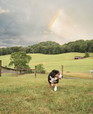 Ein Hund auf einer Wiese, im Hintergrund ein Regenbogen.