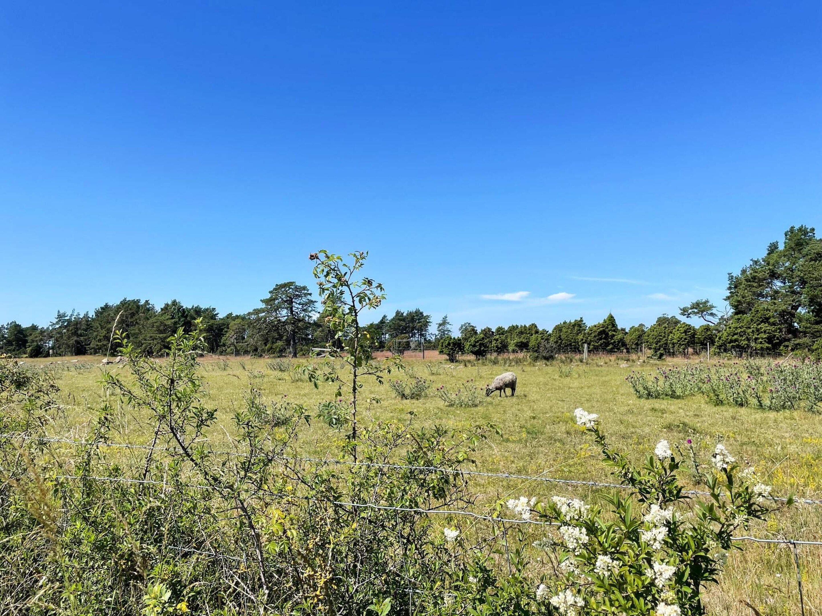 A rural landscape with a field, a fence, and a tree.