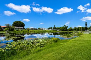 Un cadre paisible au bord d’un lac, avec une zone herbeuse, un étang parsemé de nénuphars et des maisons en arrière-plan.