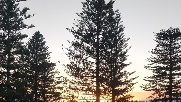 Un estacionamiento con árboles y un atardecer de fondo.