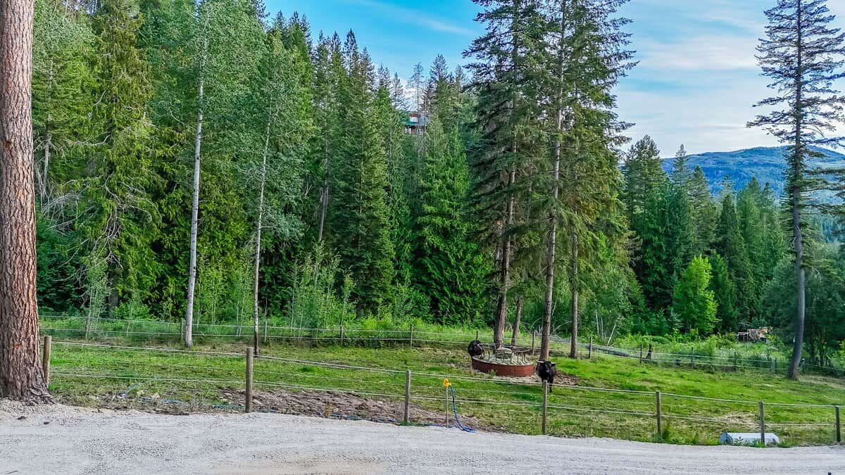 A fenced outdoor area with a dirt path, surrounded by tall evergreen trees and a mountain in the background.