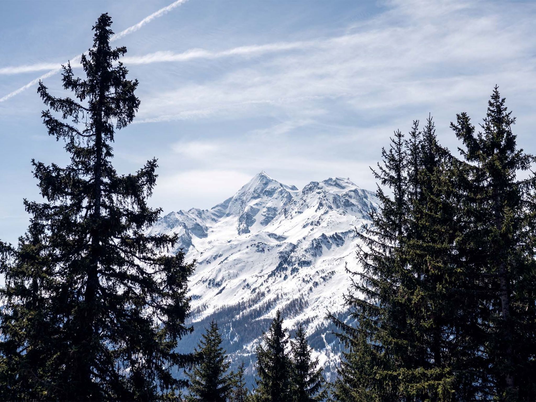 Ein Gebirge mit schneebedeckten Gipfeln und dichten immergrünen Bäumen im Vordergrund.