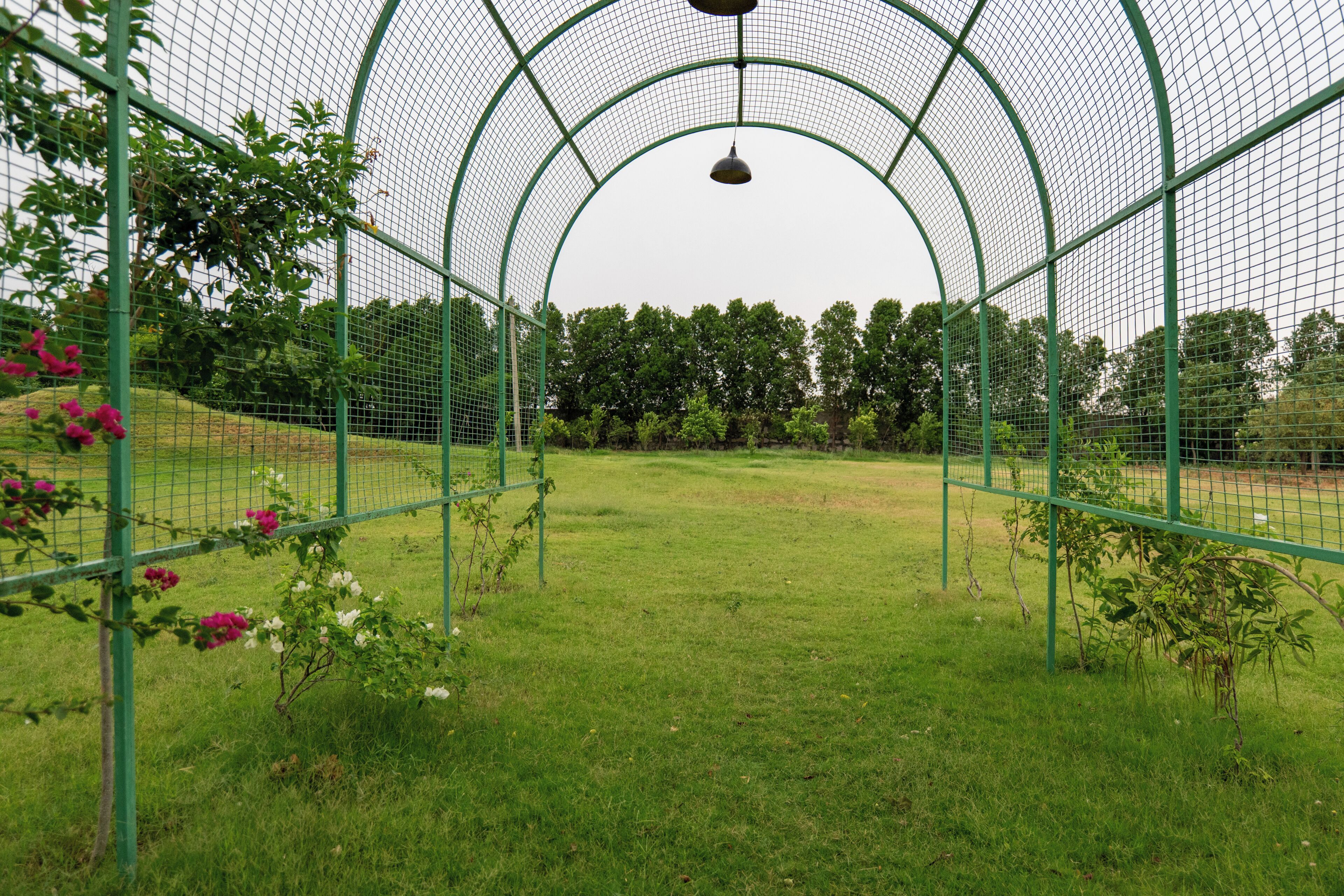 A greenhouse structure with a curved roof, a hanging light fixture, and a grassy area with flowering plants.
