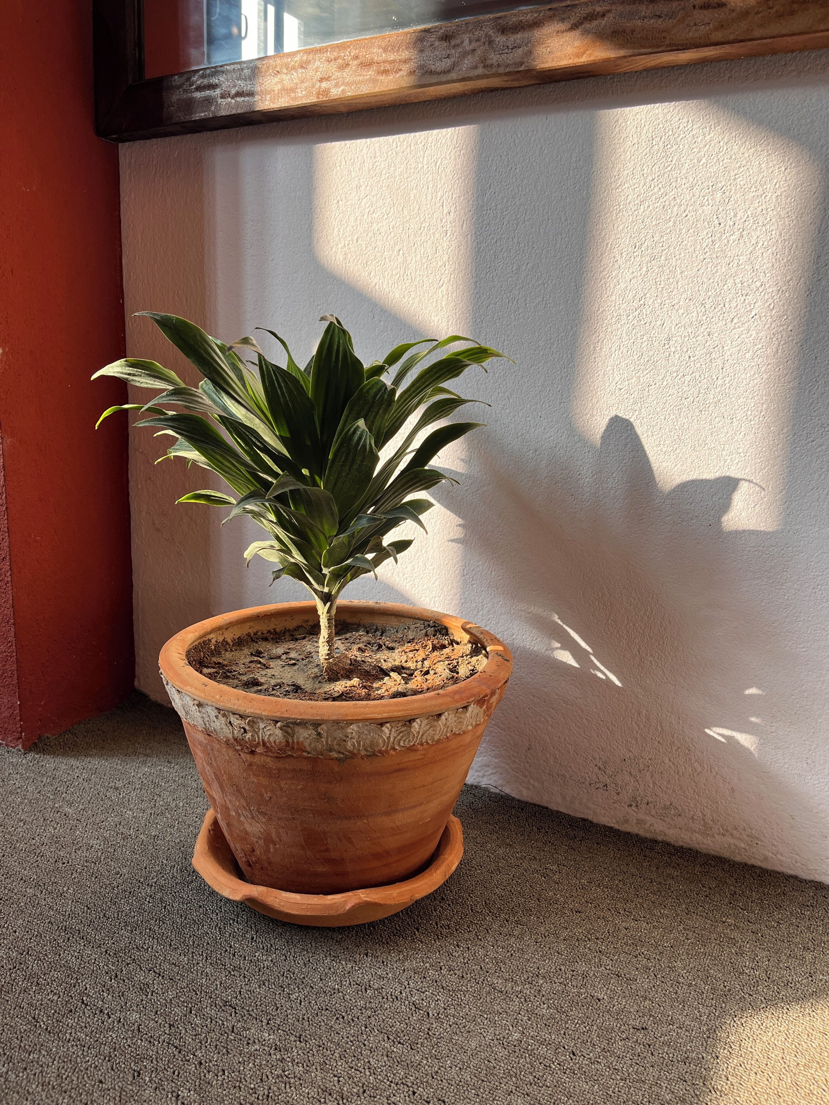 A potted plant on a textured surface next to a wall.