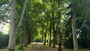 Un sendero bordeado de árboles en un parque.