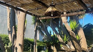 A covered outdoor seating area with wicker furniture and a potted plant. - Terra di Mare: Three-room apartment (sub5) with a large garden, 2 km from the sea (Vignacastrisi)