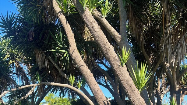 A pathway leading through a garden with palm trees and a stone wall. - Terra di Mare: Three-room apartment (sub5) with a large garden, 2 km from the sea (Vignacastrisi)