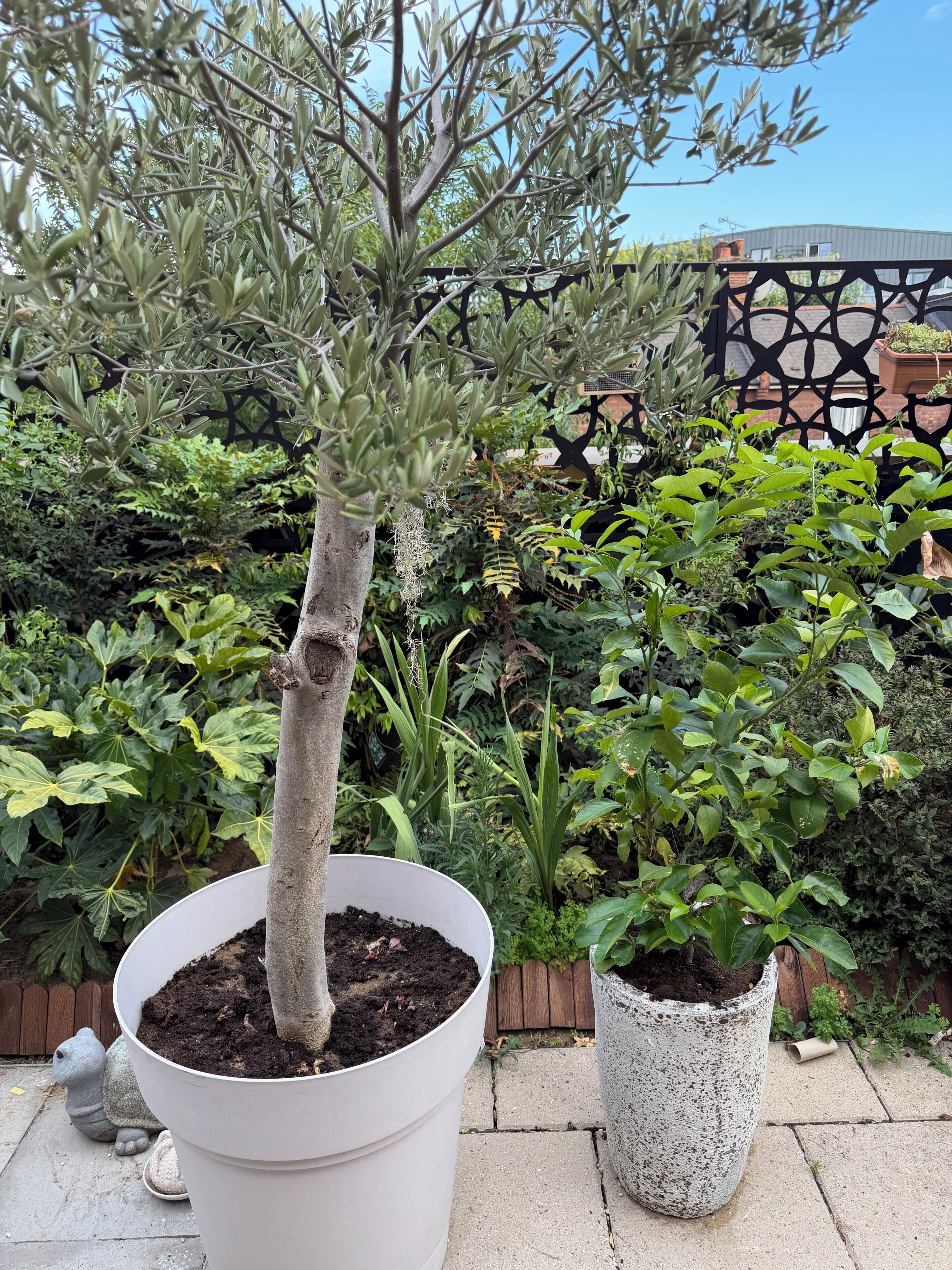 A potted tree with a thick trunk and sparse foliage, placed on a concrete surface with a metal fence and various plants in the background.