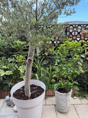 A potted tree with a thick trunk and sparse foliage, placed on a concrete surface with a metal fence and various plants in the background. - Lovely 3-bedroom house in tranquil London perfect for your stay -sleeps 6 (London)