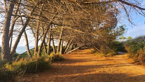 Un sendero de tierra flanqueado por árboles sin hojas que lleva a una masa de agua.