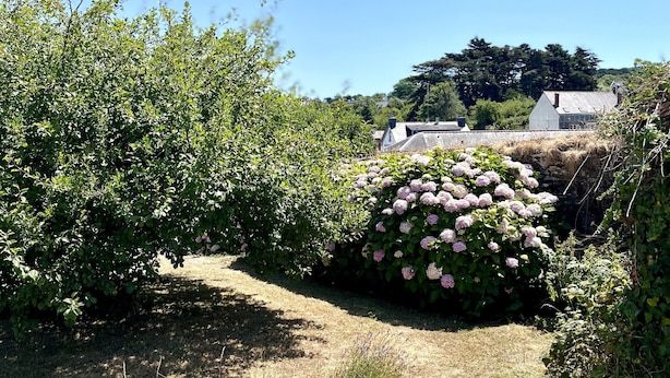 Een tuin met verschillende planten en een stenen muur.