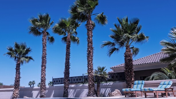 En swimmingpool omgivet af palmer, liggestole og en bygning med et flis tag.