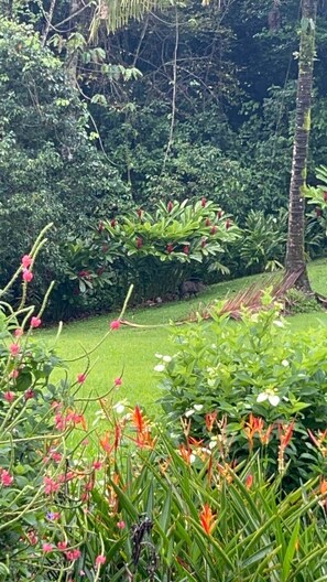 Un exuberante jardín con diversas plantas y una palmera.