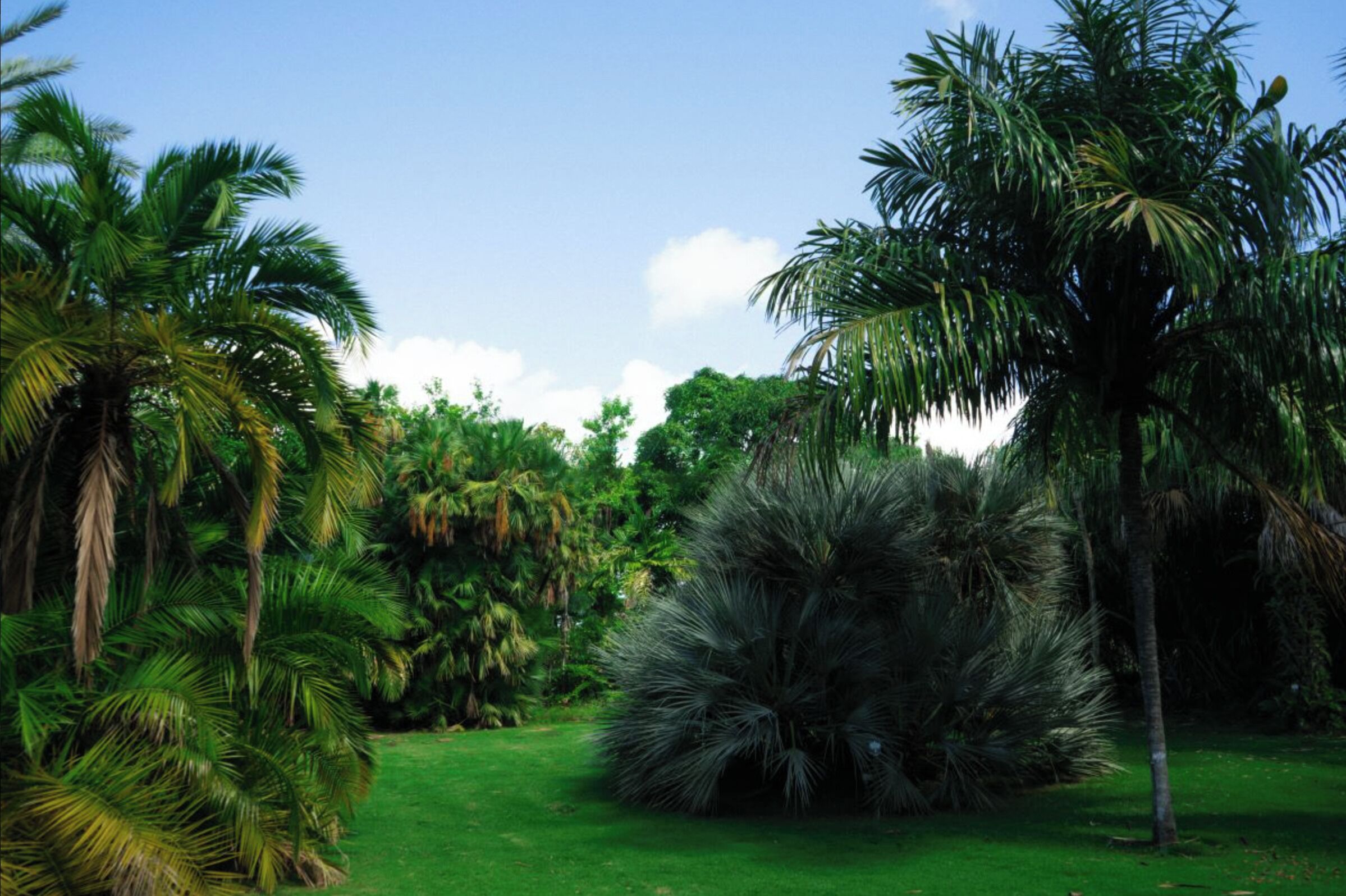 Un exuberante jardín tropical con varias palmeras y un césped bien cuidado.
