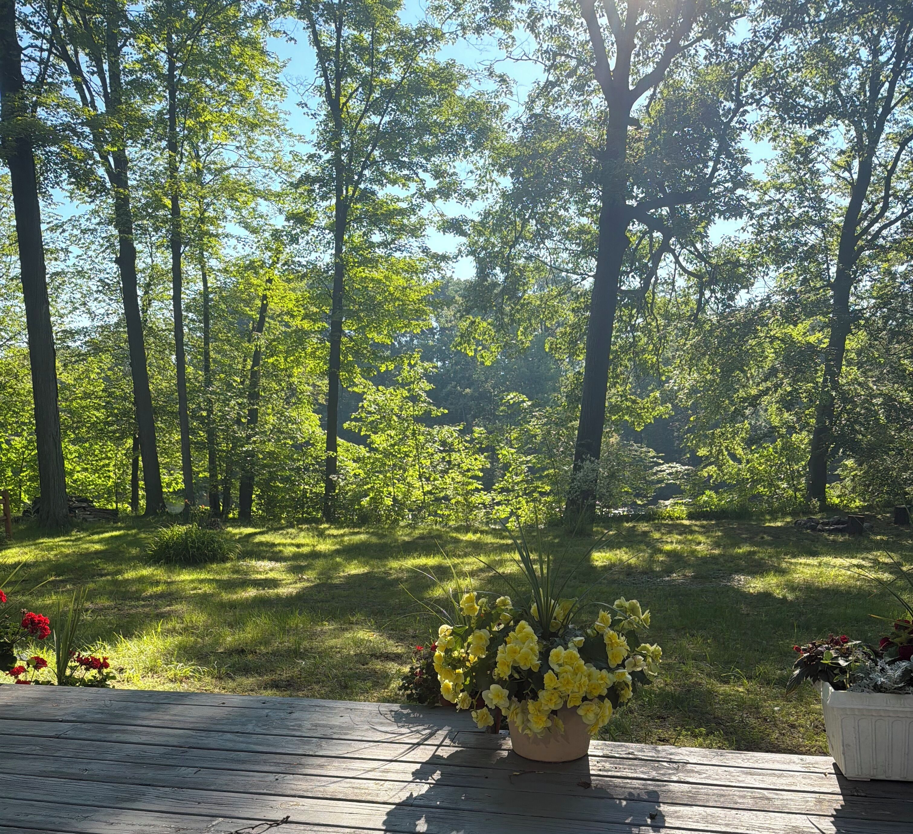 A wooden deck with a potted yellow flower arrangement.