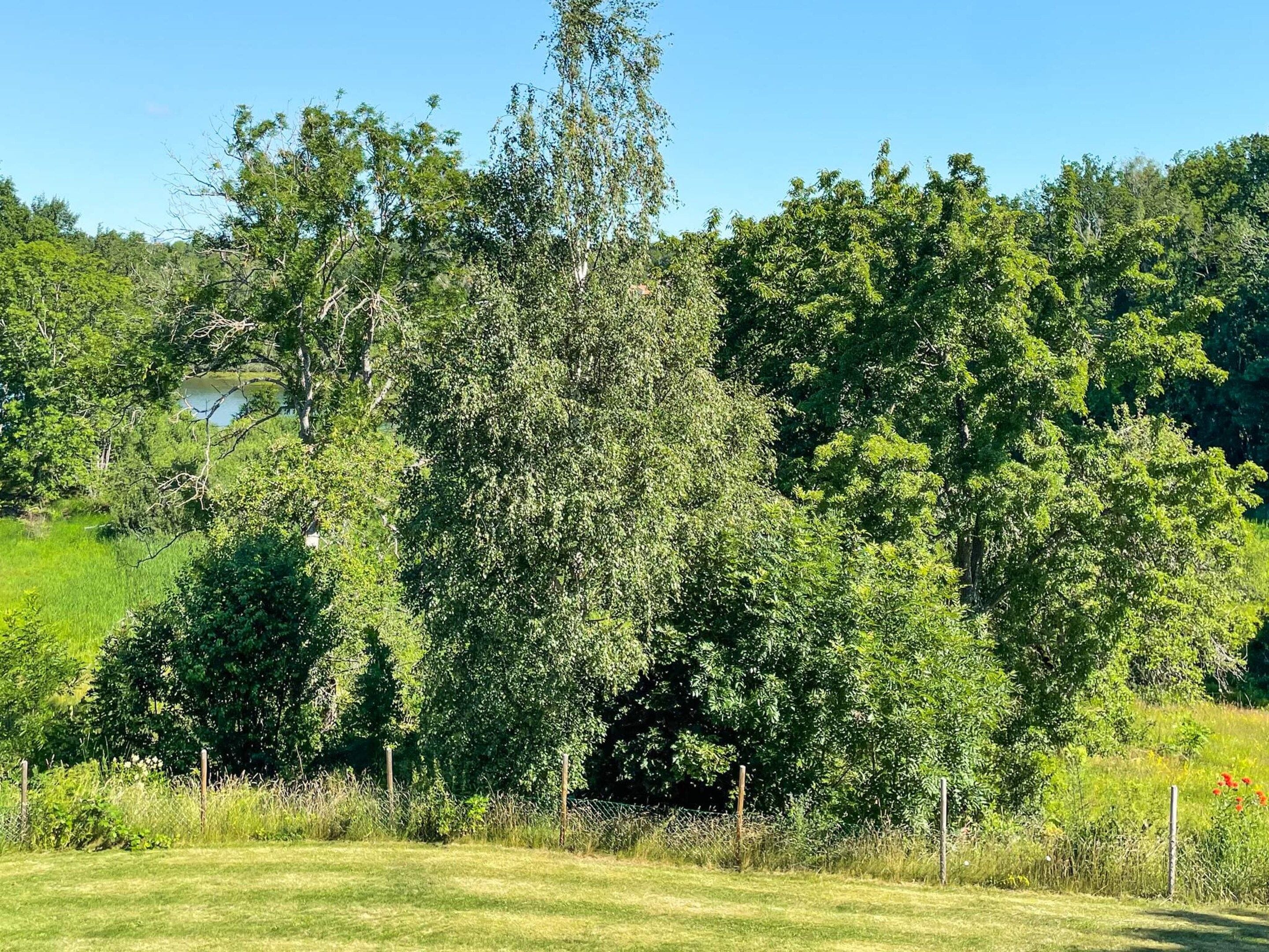 A grassy field with a variety of trees and a fence.