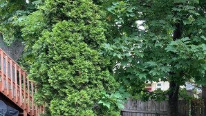 Una terrassa de fusta amb escales cap a una taula i cadires, envoltada per un jardí amb una tanca de fusta i un arbre.