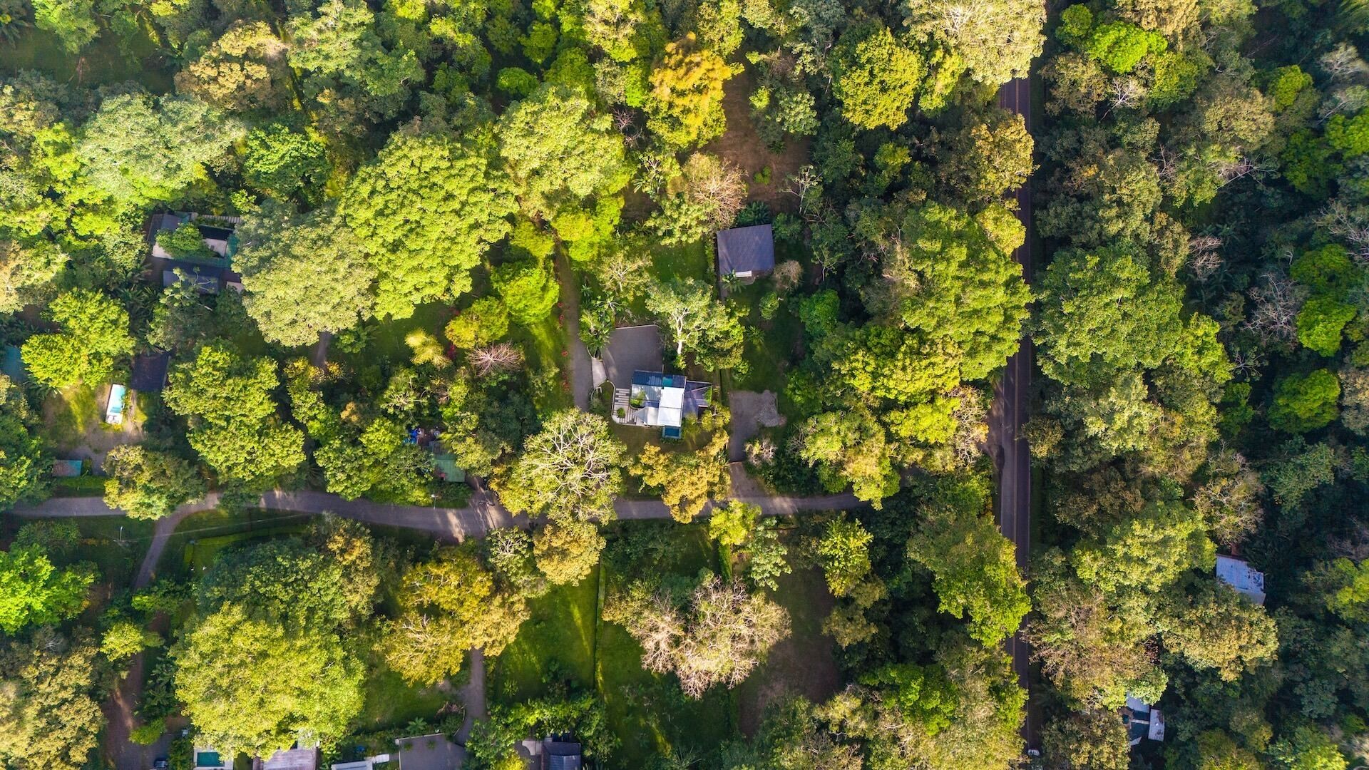 An aerial view of a residential area with houses surrounded by dense greenery, roads, and a small body of water.