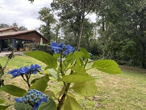 A house with a covered patio and a garden with blue flowers. - My Country House (EUGENIE LES BAINS)