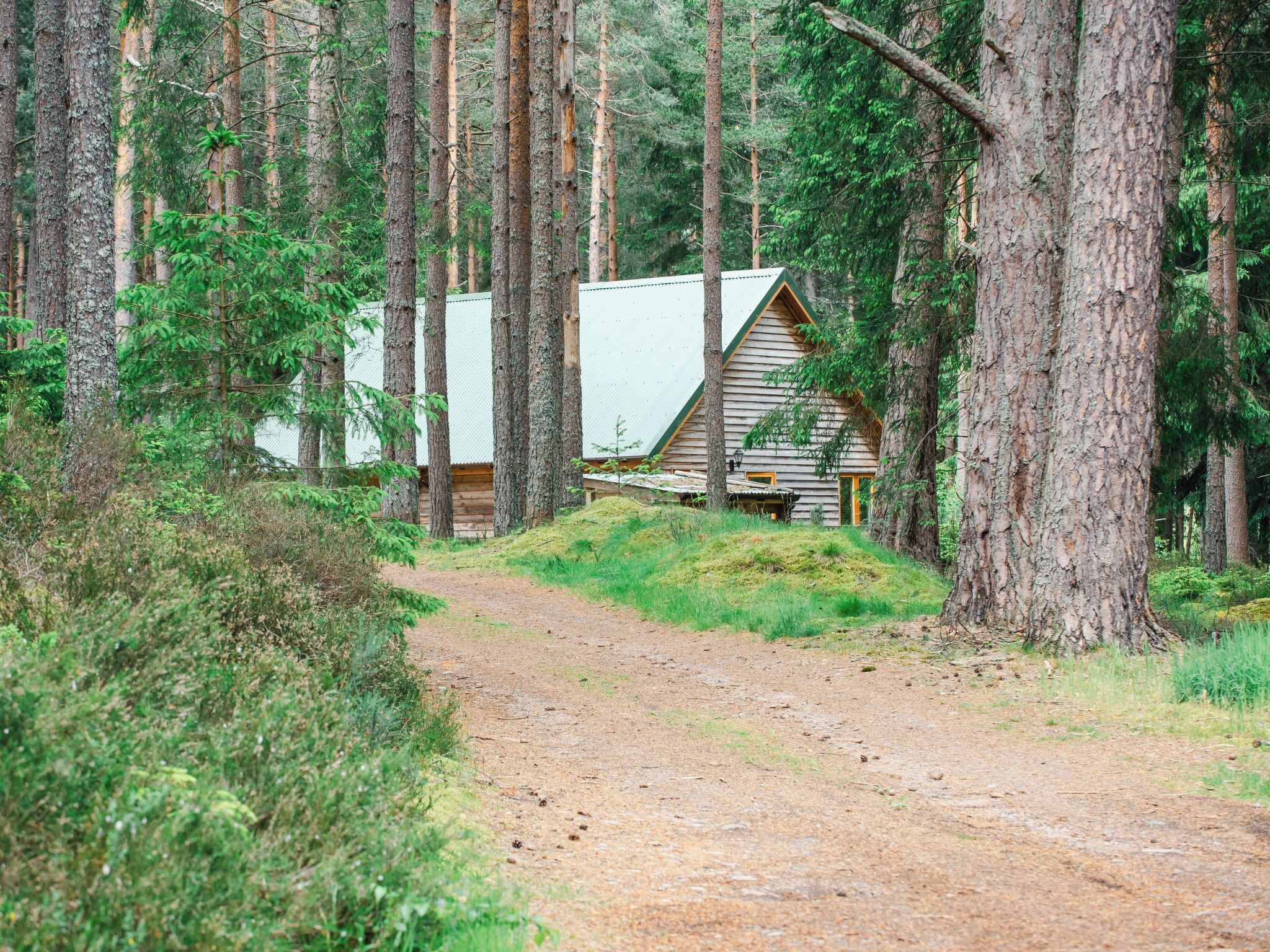 A cabin in a forest with a dirt path leading to it.