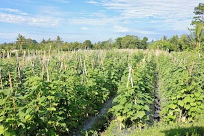 Un vignoble où les rangs de vignes sont soutenus par des piquets en bois.