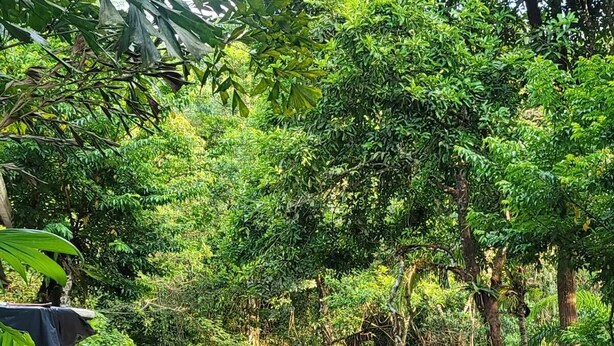 A swimming pool with a wooden deck and a wooden fence, surrounded by lush greenery. - Finca Secreto Sur, A Hidden Paradise in the Jungle (Carara)