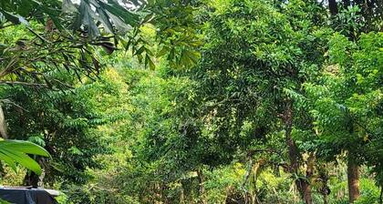 Finca Secreto Sur, A Hidden Paradise in the Jungle