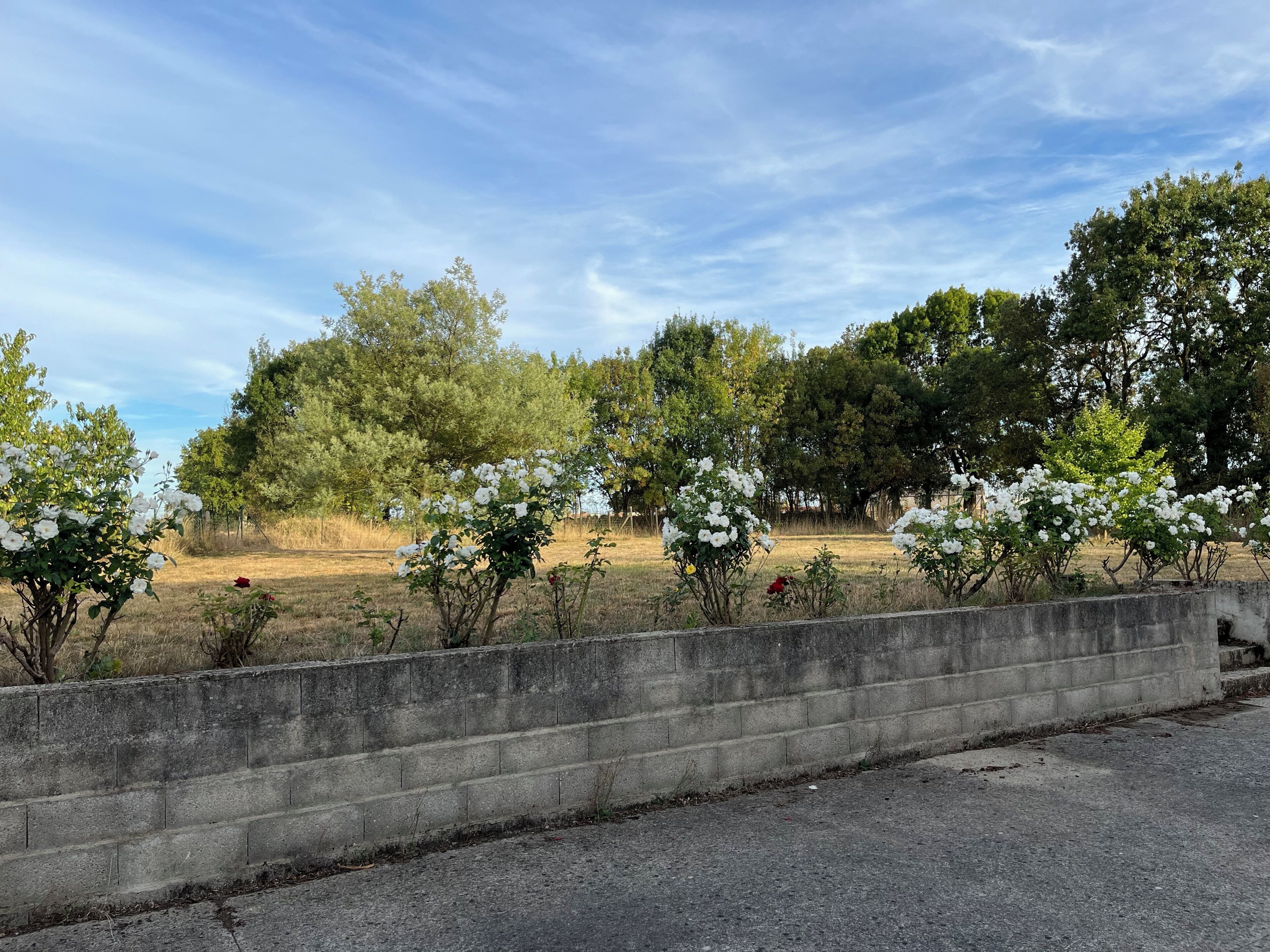 Una barrera de concreto con arbustos florecientes, un área de césped y árboles al fondo.