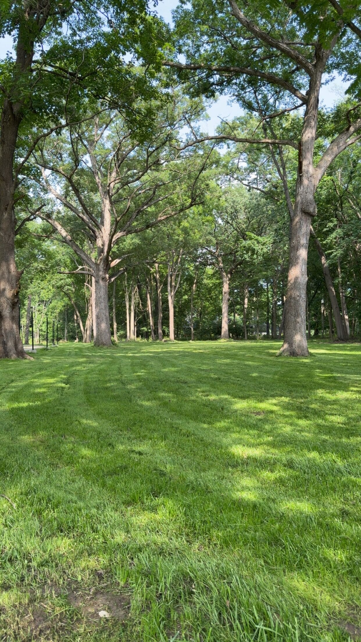 Un parc avec une pelouse et des arbres.