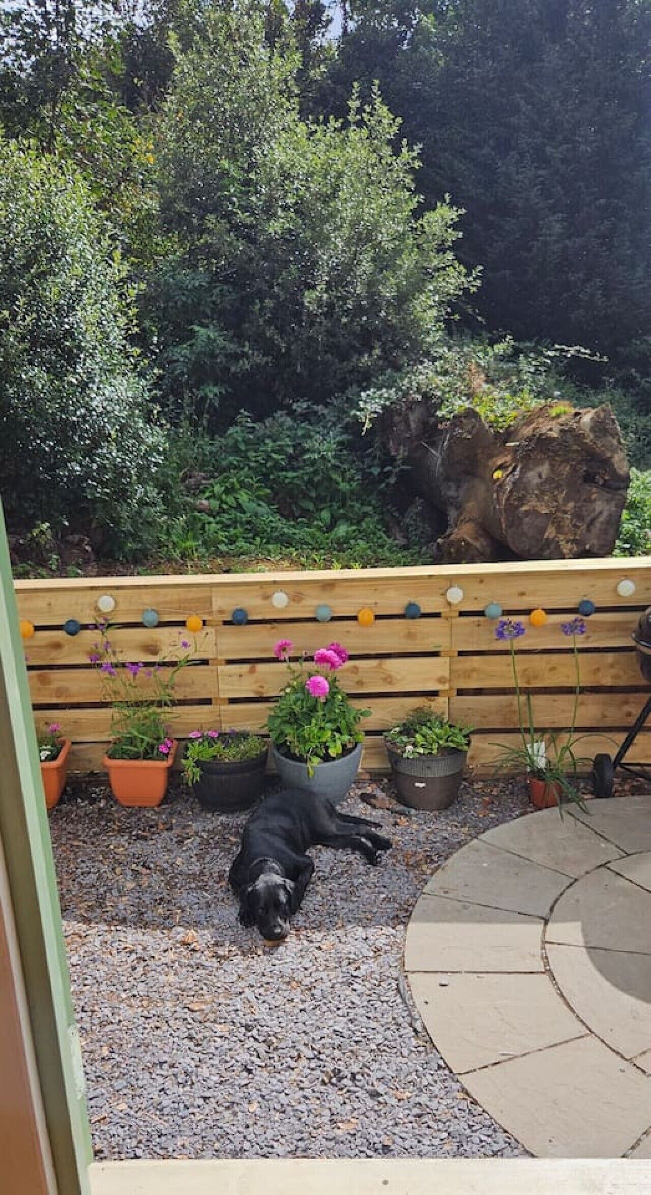A dog lying on gravel, surrounded by potted plants and a wooden fence with a garden view.