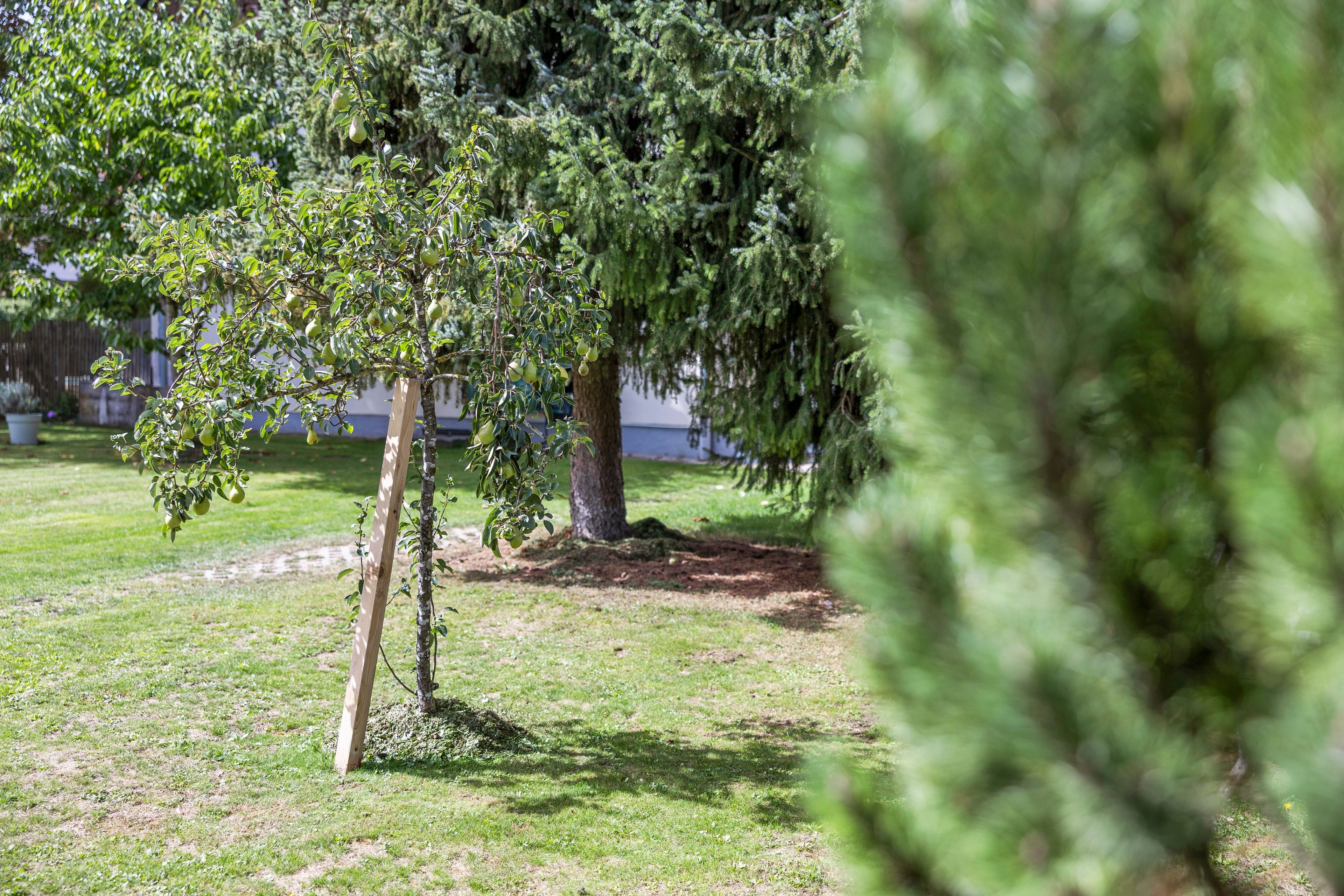 Eine begrünte Freifläche mit Bäumen und einem Holzpfosten.