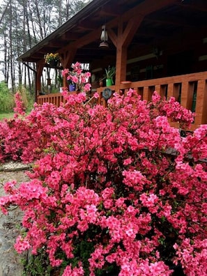 Een houten chalet met een veranda, omgeven door dichte, roze bloeiende struiken.