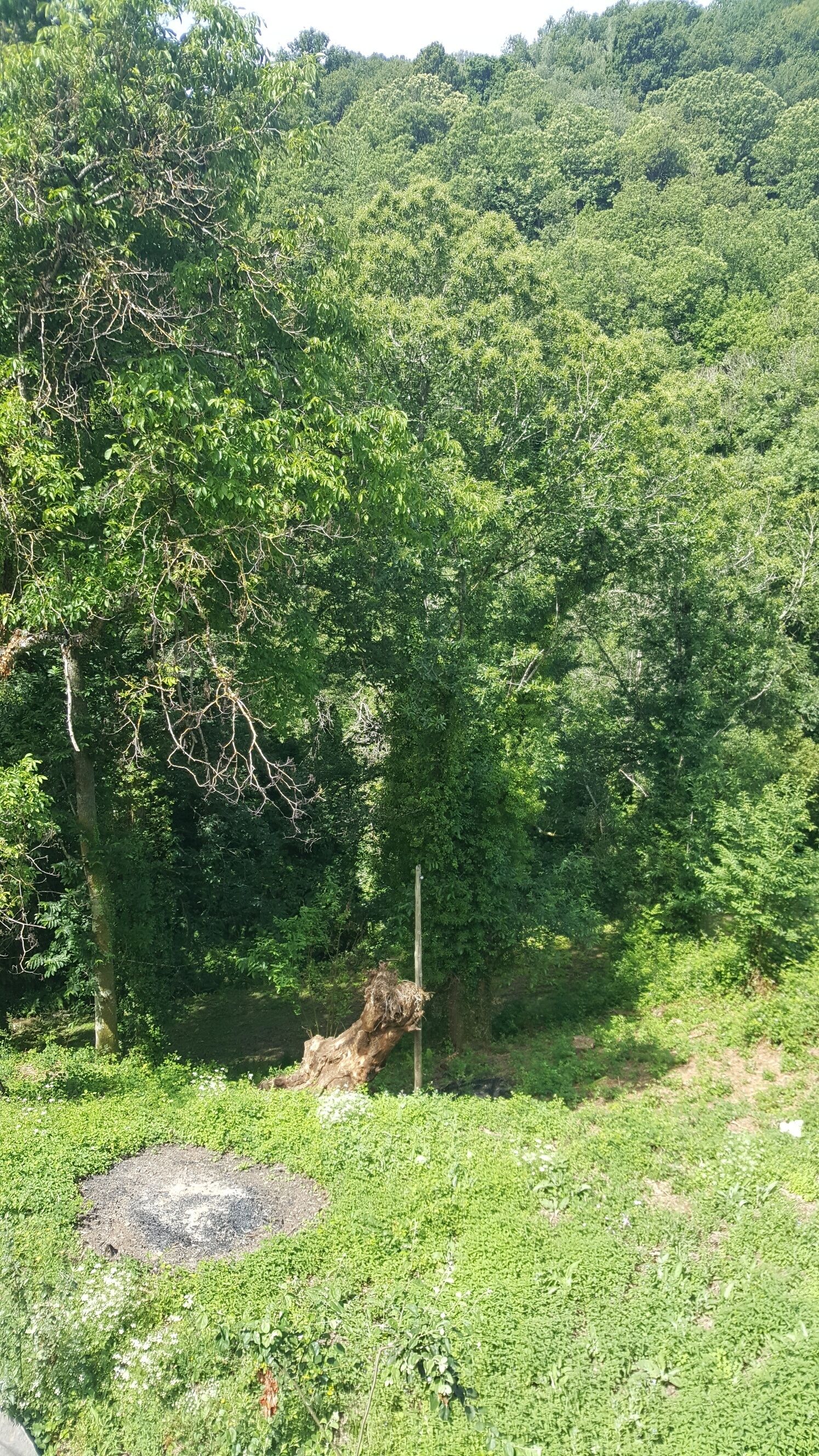 Un paysage naturel caractérisé par une végétation luxuriante et un arbre abattu.