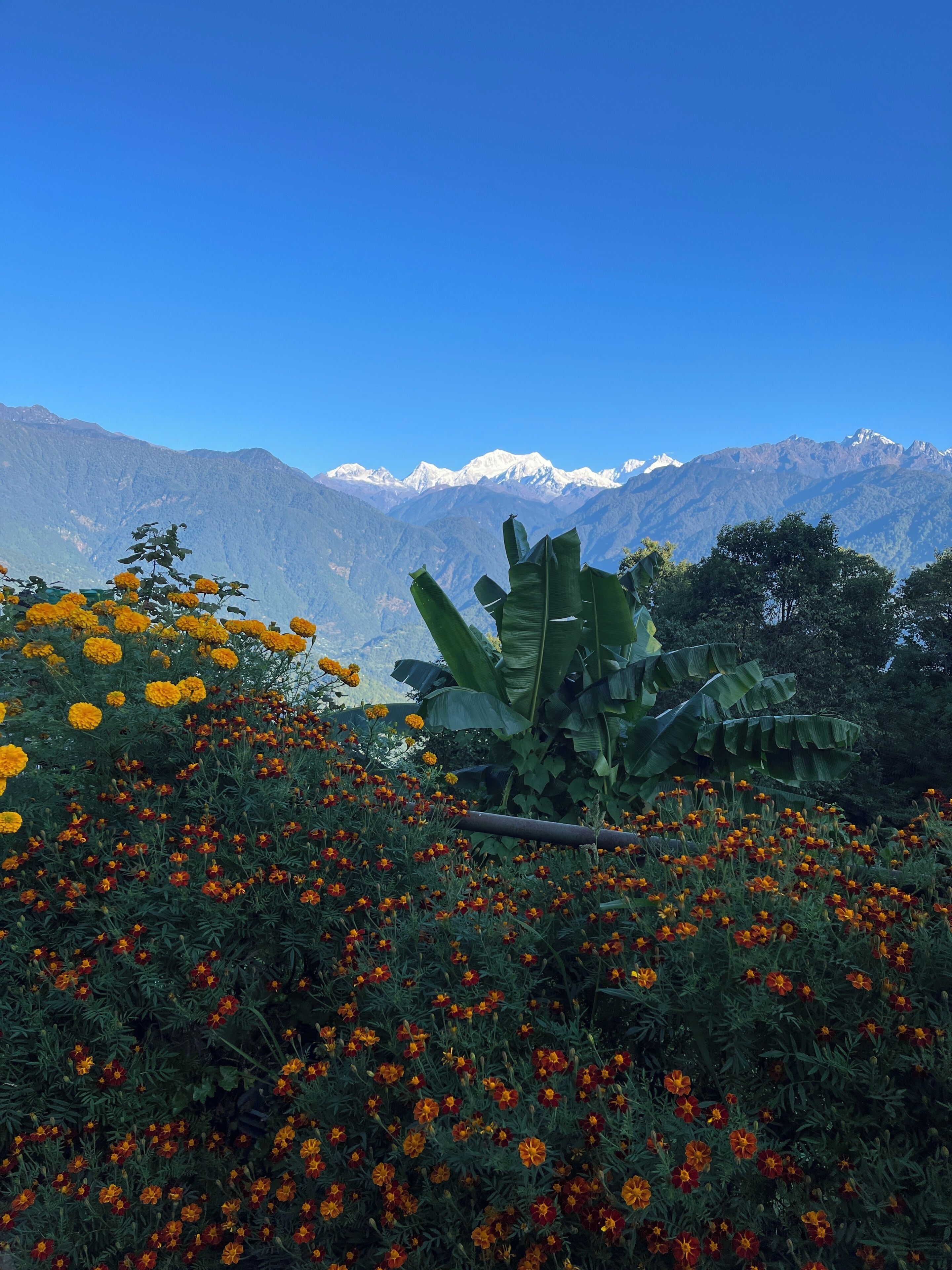 Un paisaje montañoso con un campo de flores de caléndula y una planta de banano al frente.