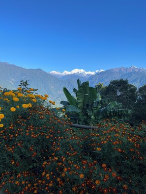 A mountainous landscape with a field of marigold flowers and a banana plant in the foreground. - Ifseen Villa (Gyalshing)