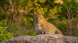 Unclassified image, 3 of 15, button - Seasons Jawai (Shivganj)