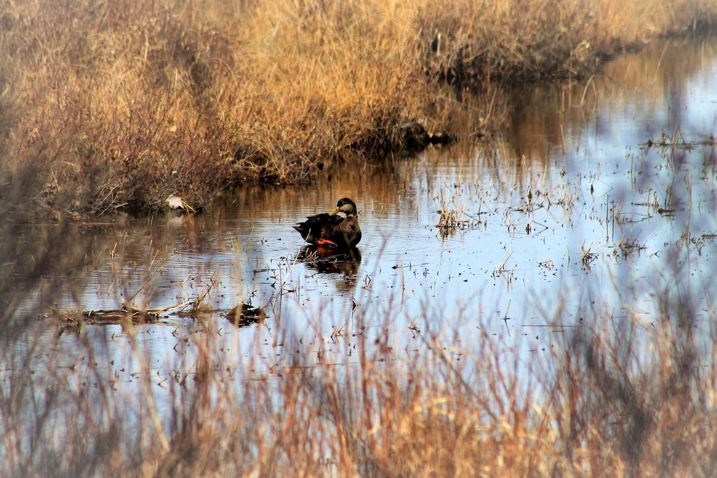 A duck in a marshy area with water and dry grass.