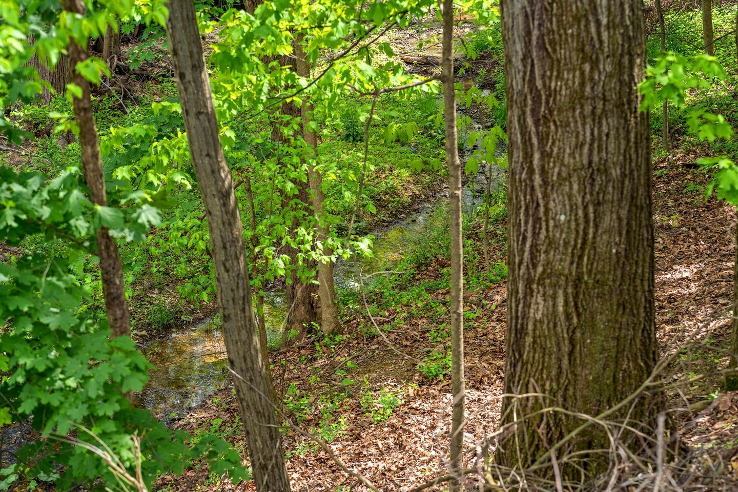 A forested area with a stream, trees, and underbrush.