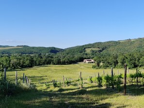 Ein Weinberg mit Reihen von Rebstöcken, ein Haus in der Ferne auf einem Hügel und ein klarer, blauer Himmel.