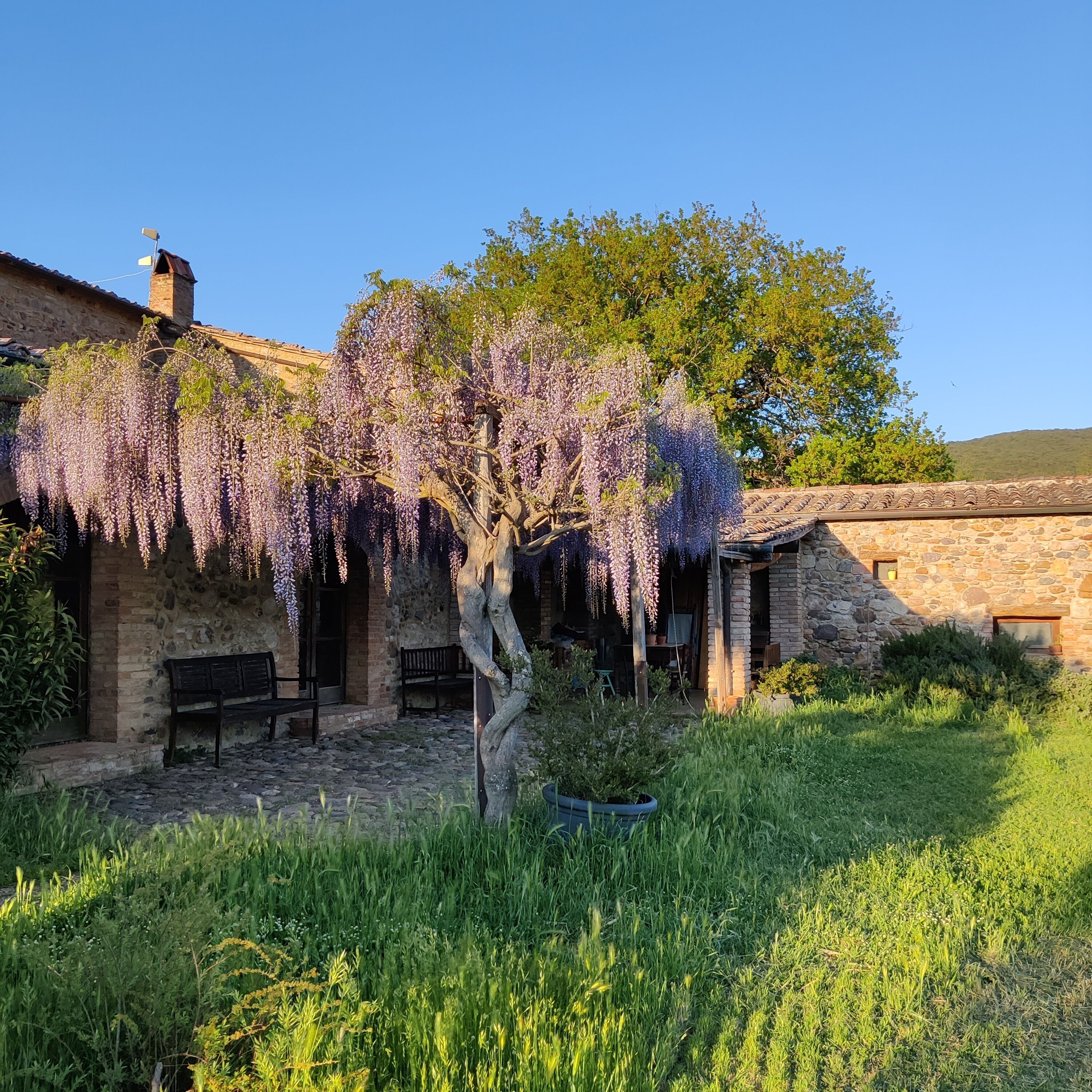 A stone building with a garden, a bench, and a tree with purple flowers.