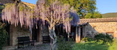 Ein Steinhaus mit Garten, einer Bank und einem Baum mit violetten Blüten.